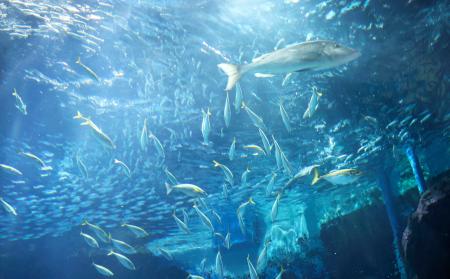 　「外洋大水槽」で泳ぐマイワシの大群（奥）などの魚たち＝１９日午後、福岡市のマリンワールド海の中道
