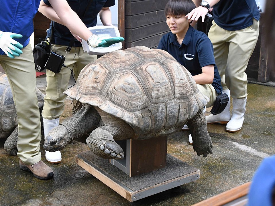 計量記念日に合わせ、体重測定されたアルダブラゾウガメ＝各務原市川島笠田町、世界淡水魚園水族館アクア・トトぎふ