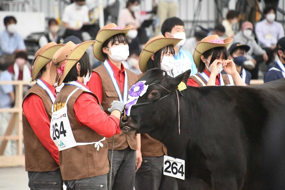 連覇を逃し涙ぐむ生徒たちと、代表牛のとももあおば＝８日午後、鹿児島県霧島市