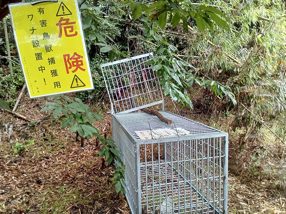 クマ捕獲用に設置された箱わな＝９日午前１１時１３分、揖斐川町上南方、記念碑山公園