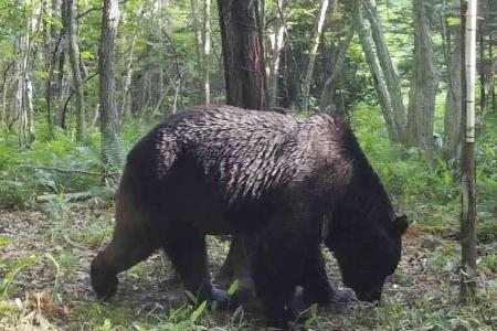 　北海道標茶町で撮影されたヒグマＯＳＯ１８＝２０２３年６月（同町提供）