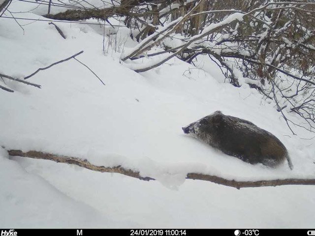 自動撮影カメラを用いて高山市で撮影されたイノシシ（岐阜大提供）