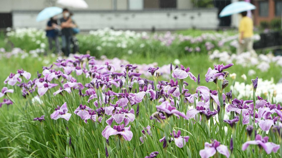 見頃を迎えたハナショウブ＝１１日午後２時２分、大垣市曽根町、曽根城公園