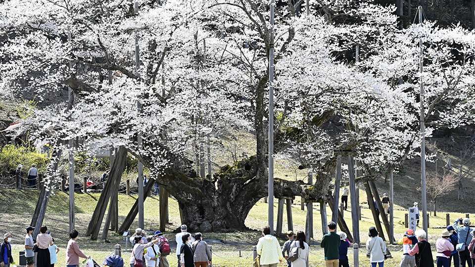 満開になった淡墨桜＝６日午後１時１７分、本巣市根尾板所、淡墨公園