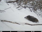 自動撮影カメラを用いて高山市で撮影されたイノシシ（岐阜大提供）