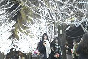 イチョウ並木の電飾を楽しむ高校生たち＝６日午後５時４８分、各務原市那加雲雀町、学びの森