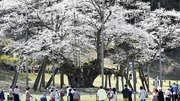 満開になった淡墨桜＝６日午後１時１７分、本巣市根尾板所、淡墨公園