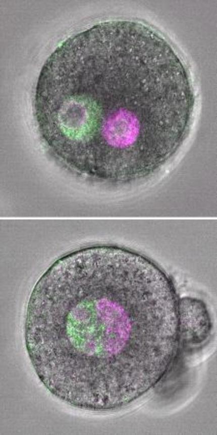 　父方のゲノム（緑色）と母方のゲノム（紫色）が二つの前核に分かれている通常の受精卵（上）と父方と母方のゲノムを人工的に一つの前核にまとめた受精卵の顕微鏡画像（理化学研究所提供）