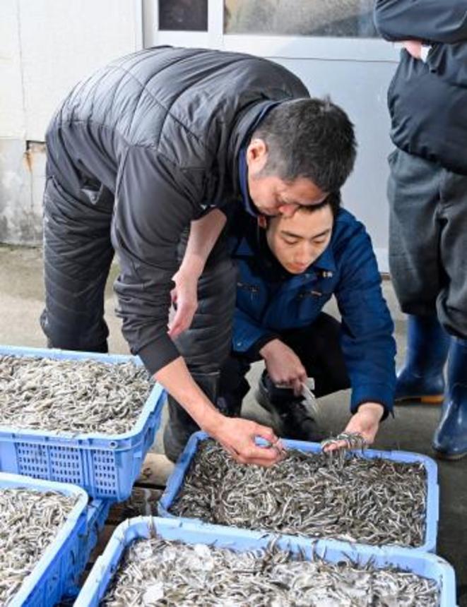 　水揚げされたイカナゴの稚魚「シンコ」＝１７日午前、兵庫県明石市の林崎漁港