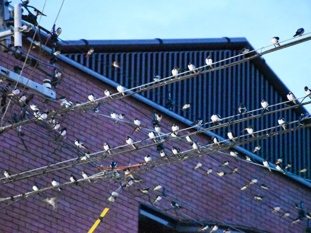 電線の上で等間隔に集まったツバメ＝下呂市森