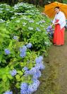　一般公開された熊野那智大社の「紫陽花園」＝１４日午前、和歌山県那智勝浦町
