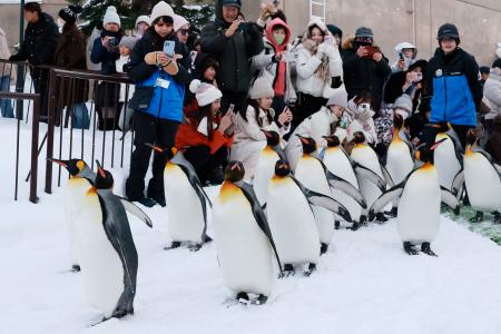 　北海道旭川市の旭山動物園で行われた「ペンギンの散歩」のリハーサル。雪が舞う中悠々と歩くペンギンを来園者が笑顔で見守った＝１７日午後