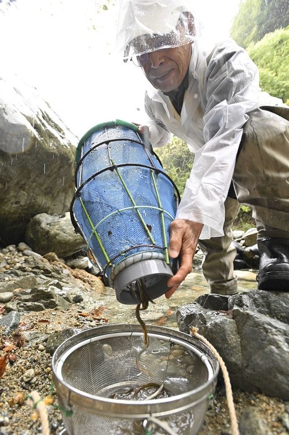 筌と呼ばれる漁具で捕らえられたアジメドジョウ＝７日、下呂市内