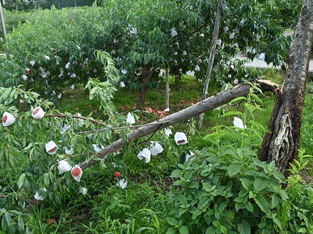 強風で枝が折れたモモの木＝１０日午後、高山市久々野町無数河