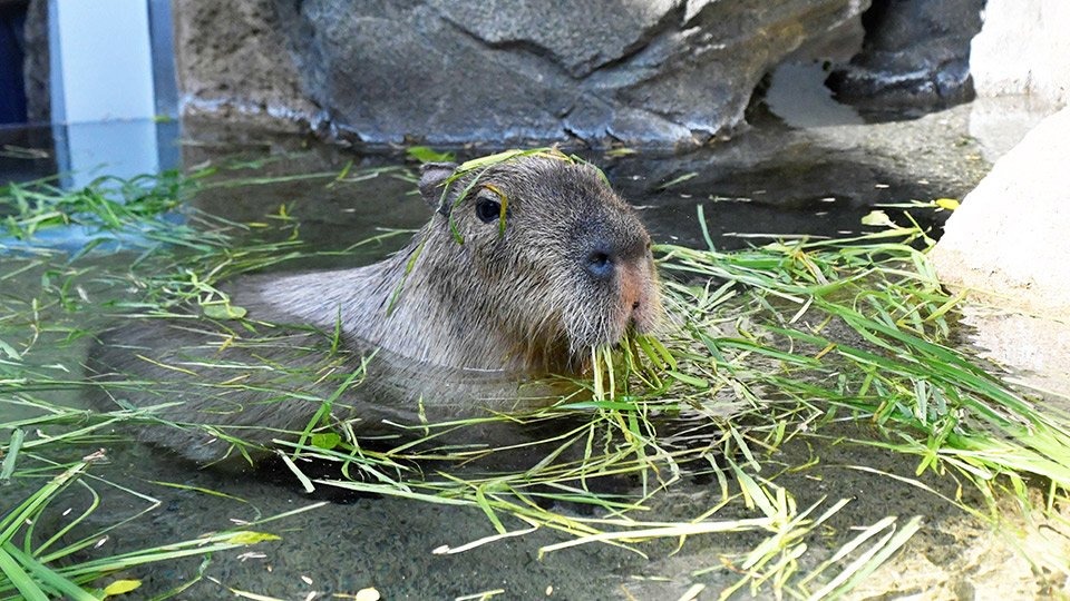 気持ち良さそうにショウブ風呂に漬かるカピバラ＝各務原市川島笠田町、世界淡水魚園水族館アクア・トトぎふ