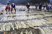 冷たい川の水にさらされるコウゾ＝１３日午前１０時２９分、美濃市御手洗、板取川