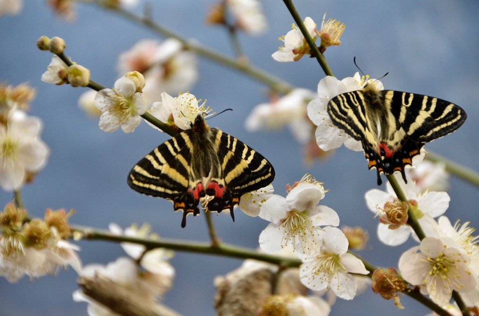 羽を広げながら蜜を吸うギフチョウ＝３日午前１０時１３分、岐阜市大宮町、名和昆虫博物館