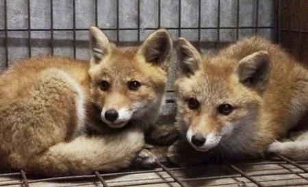 　幼い頃のホンドギツネ「はっさく」（右）と「れもん」（盛岡市動物公園ＺＯＯＭＯ提供）