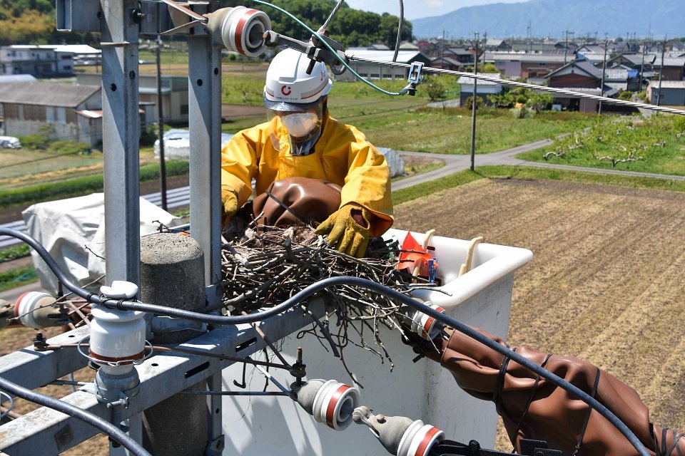 電柱の上部に作られたカラスの巣を撤去する作業員＝岐阜市上西郷