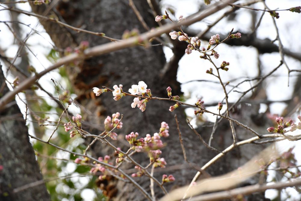 平年より４日早く開花したソメイヨシノの標本木＝２１日午後、岐阜市加納天神町
