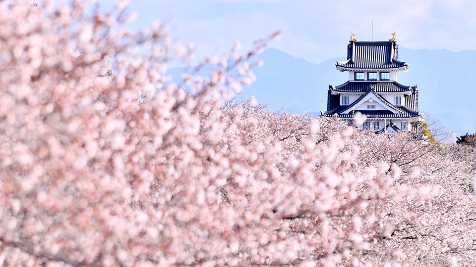 朝日を浴びる墨俣一夜城と桜＝大垣市墨俣町墨俣