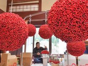 郡上市内で作られる郡上南天の南天玉。迎春飾りとして人気だが、近年は作り手が少なくなった（資料写真）
