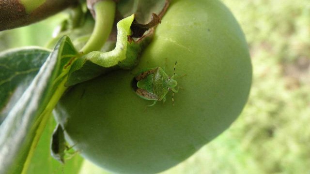チャバネアオカメムシ（県病害虫防除所提供）