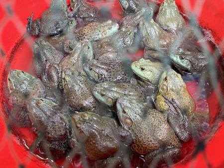 　飲食店でいけすに入れられた食用ガエル＝８月、中国広西チワン族自治区桂林市（共同）