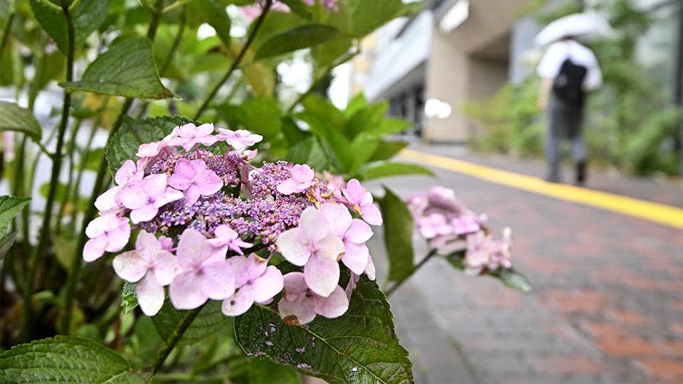 梅雨空の下で咲くアジサイ＝２１日午前１０時３３分、岐阜市内