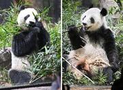　双子のジャイアントパンダ、シャオシャオ（右）とレイレイ＝１月、東京都台東区の上野動物園