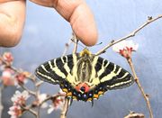 今季初めて羽化したギフチョウ＝２６日午後２時５８分、岐阜市大宮町、名和昆虫博物館