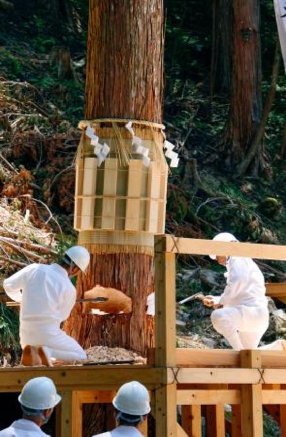 　伊勢神宮の式年遷宮に向けて行われた祭事「裏木曽御用材伐採式」＝５日午前、岐阜県中津川市