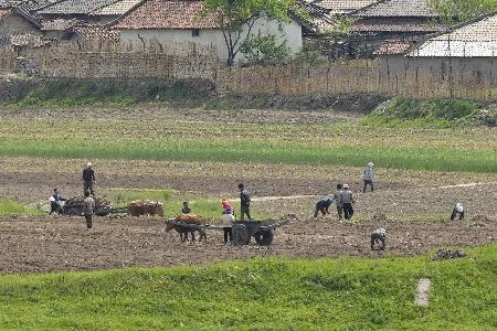 　北朝鮮北西部・新義州で農作業をする人たち＝２０２４年５月、中国・丹東から撮影（共同）