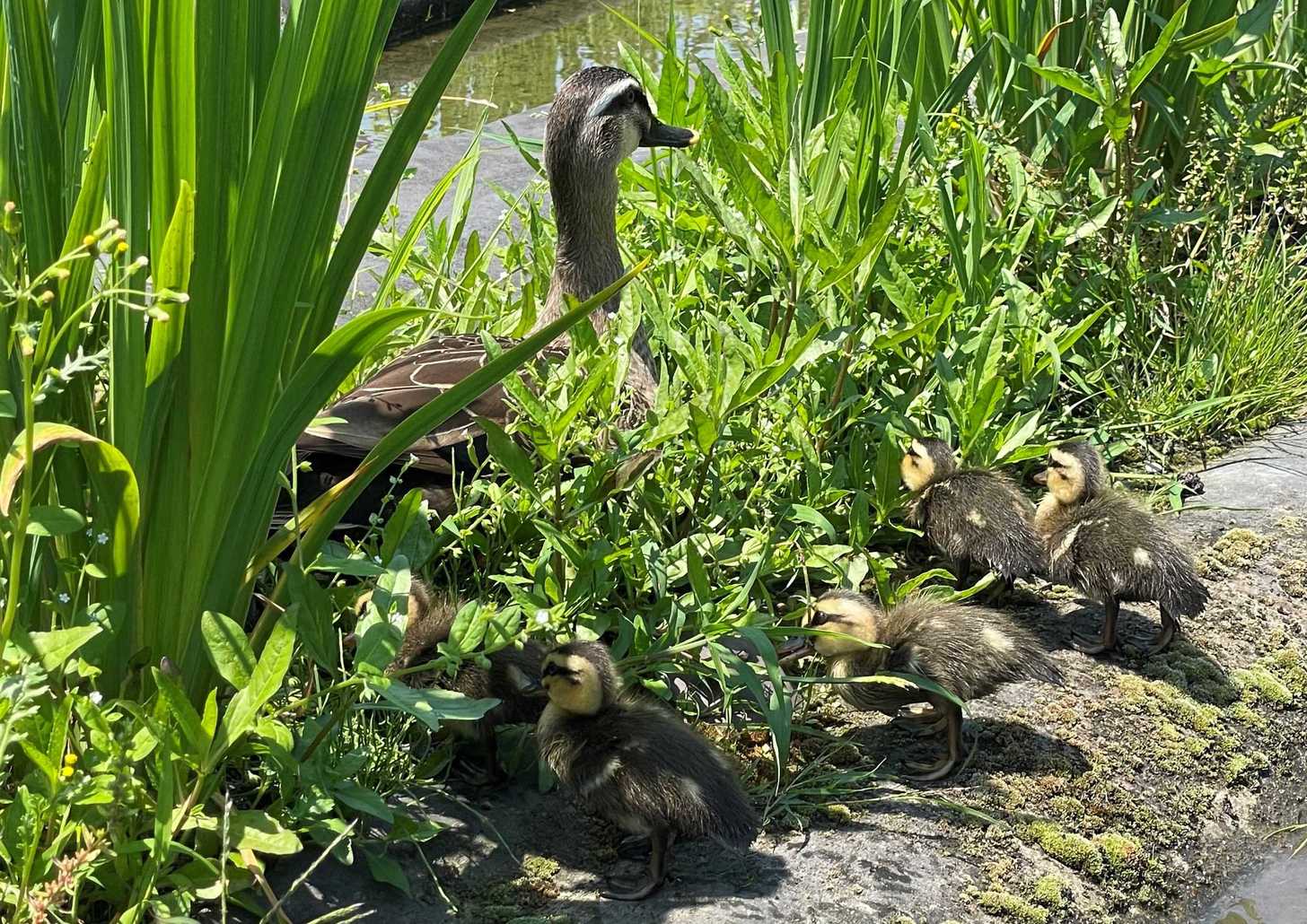 仲むつまじく寄り添うカルガモの親子＝岐阜県神戸町前田、ばら公園いこいの広場