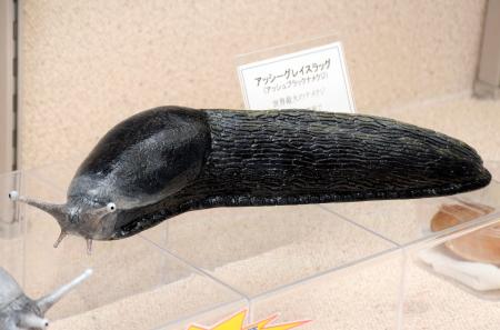 　世界最大のナメクジ「アッシーグレイスラッグ」の模型＝名古屋市