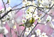 梅の花蜜を求めて訪れたメジロ＝４日午前８時５０分、岐阜市梅林南町、梅林公園