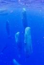 　鹿児島県の奄美大島近海で観察された、頭を上に向けた状態で眠るマッコウクジラの群れ＝６月（興克樹さん提供）