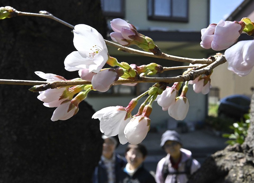 開花したソメイヨシノの標本木＝１６日午前１１時５０分、岐阜市加納天神町、清水川河畔（撮影・堀尚人）