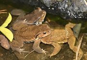 繁殖期で池に姿を見せたアズマヒキガエル＝岐阜市内
