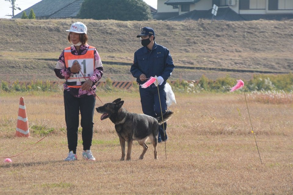 臭いをたどりながら芝の上を進むシェパード＝瑞穂市牛牧、県警穂積分庁舎グラウンド
