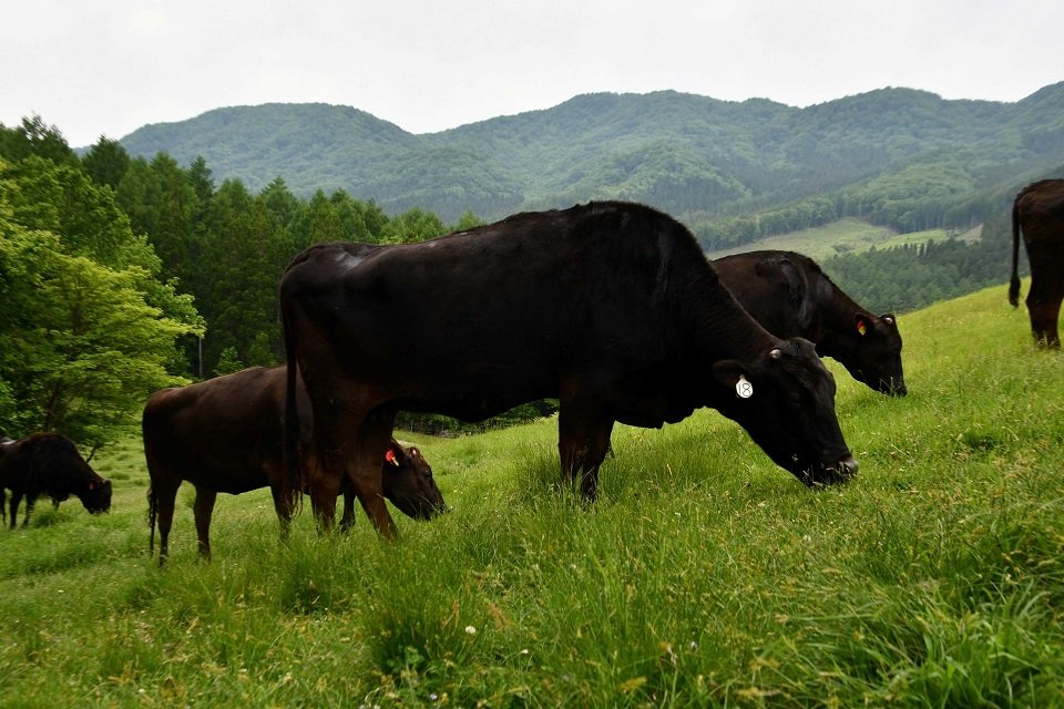 放牧され、のびのびと草をはむ雌牛＝高山市荘川町一色、一色牧場