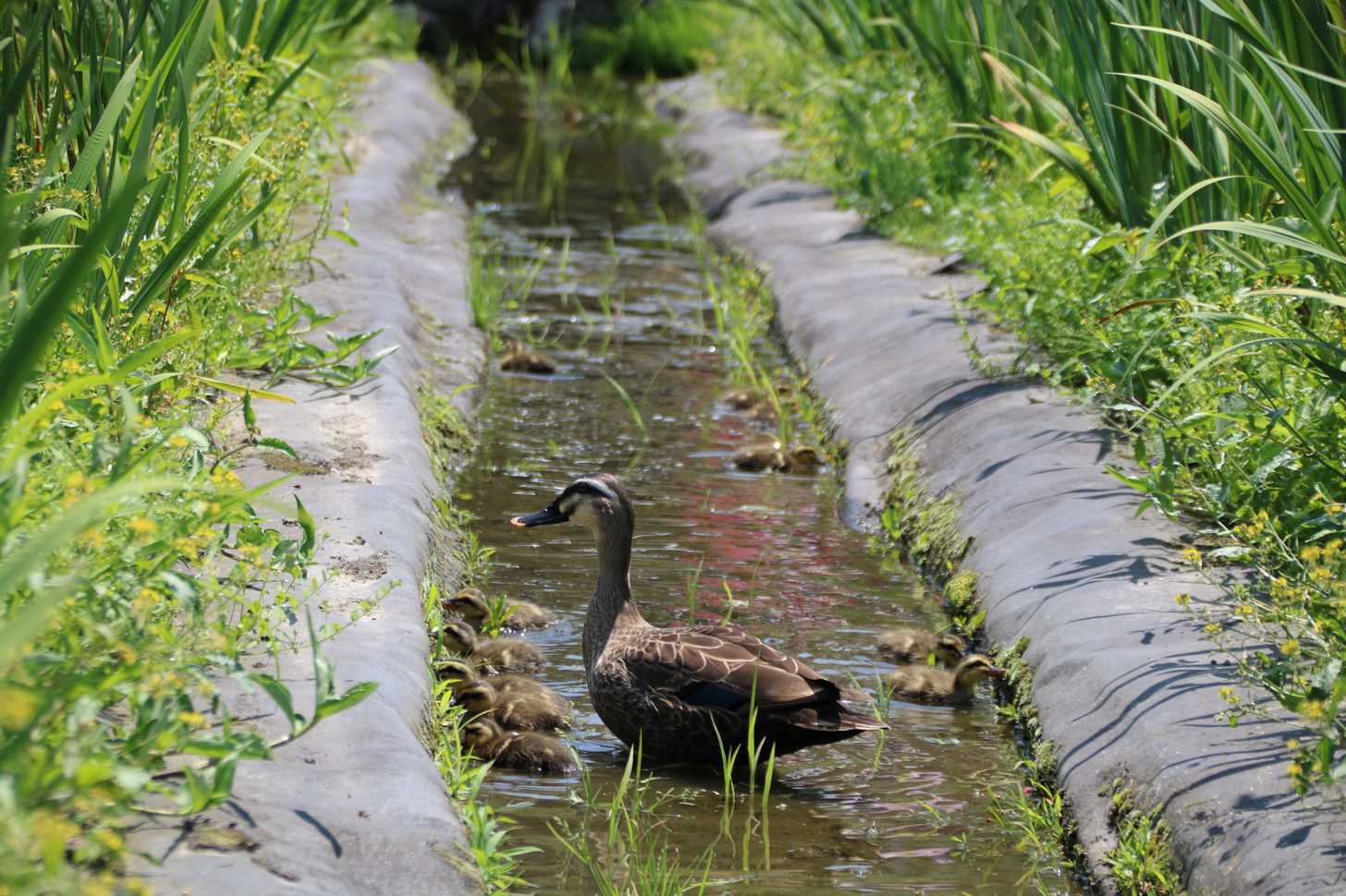 人工池に現れたカルガモの親子＝岐阜県神戸町前田、ばら公園いこいの広場