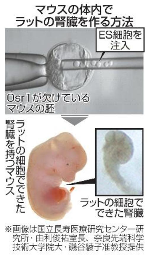 　マウスの体内でラットの腎臓を作る方法