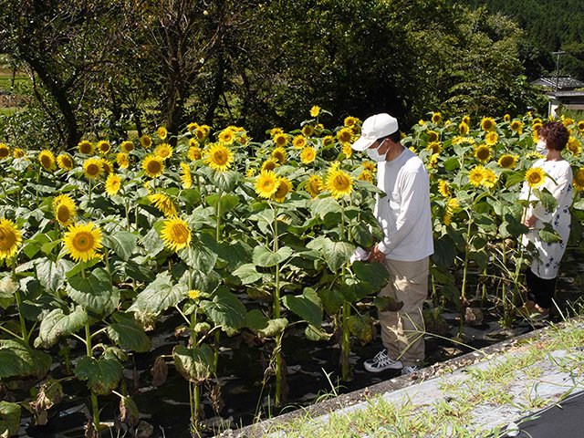 大輪の花を咲かせたヒマワリ＝下呂市野尻