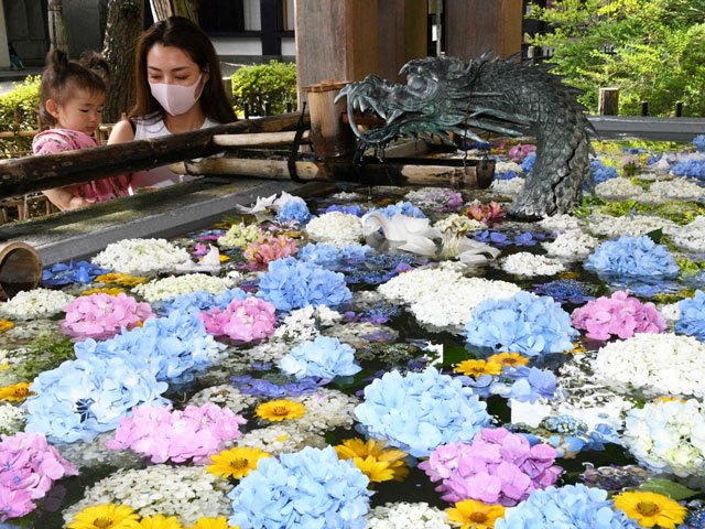 アジサイやヒメヒマワリを浮かべた手水鉢＝高山市桜町、桜山八幡宮　