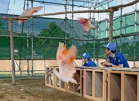 　本州で２例目となる放鳥に備え、仮設ケージに放たれたトキ＝９月、石川県中能登町（ユーチューブの石川県公式チャンネルから）