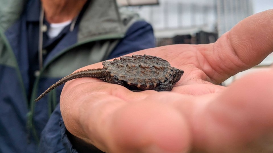 瑞穂市の長良川で見つかったワニガメの幼体とみられる生き物＝１０日午後、岐阜市内