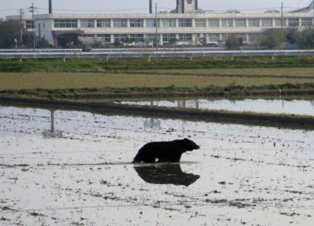 　滋賀県長浜市の小学校（後方）付近で猟友会によって射殺されたクマ＝２２日（滋賀県警長浜署提供）