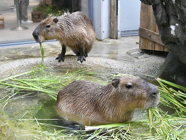 ショウブを浮かべた水槽に入るカピバラ＝各務原市川島笠田町、世界淡水魚園水族館アクア・トトぎふ