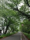 安八郡神戸町の輪中堤には約７００本の桜の木が植えられているという。遊歩道も整備されていて走りやすい＝同町瀬古